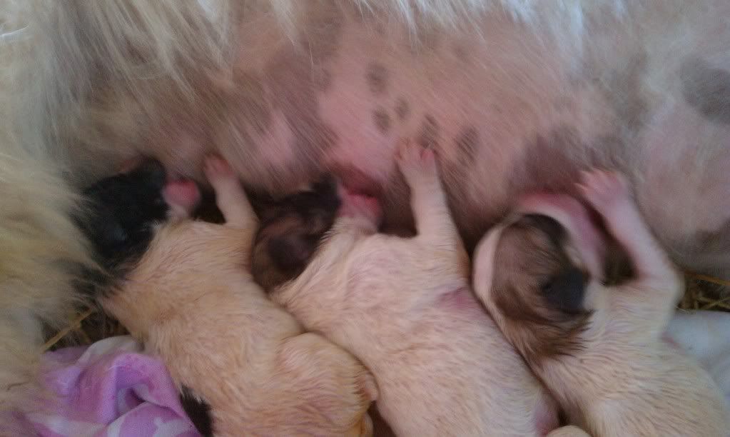 My new  lgd - Guard Animals