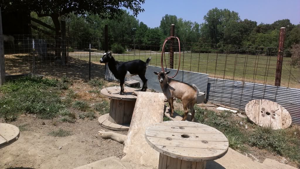 Run away goats - Goats