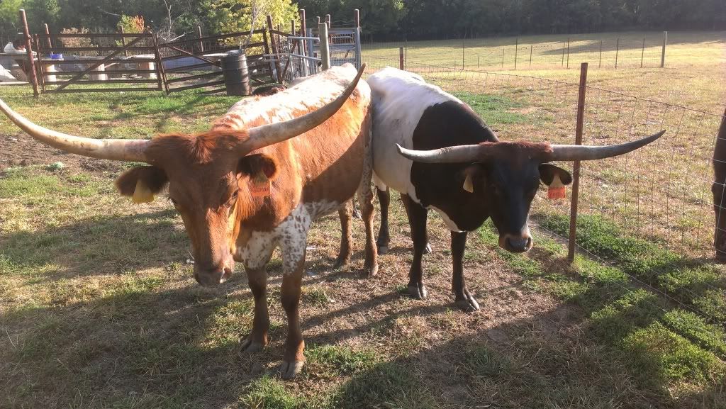 got two new heifers - Cattle