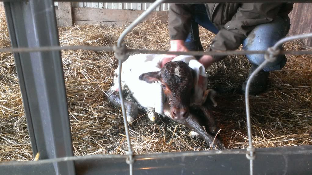 She was pregnant...Its a boy - Cattle