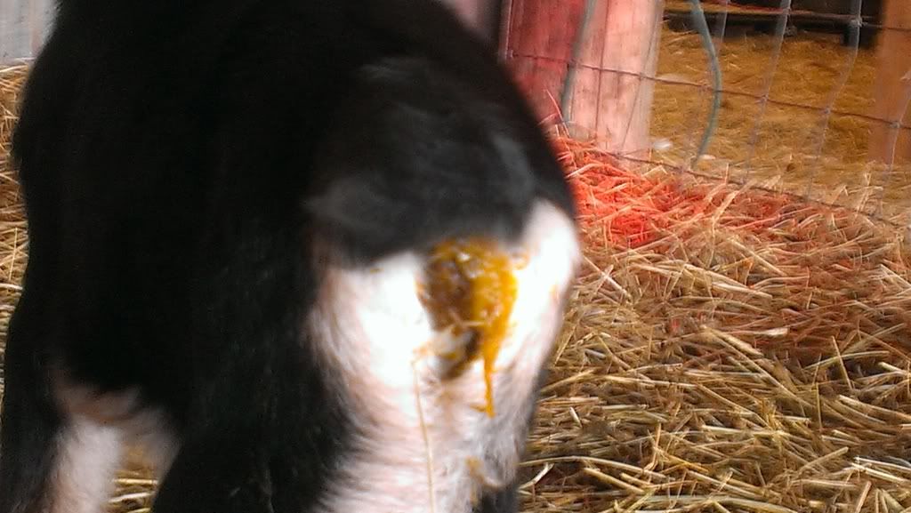 babies poop is weird Homesteading Forum