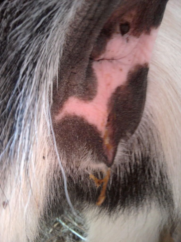 Is this the goo you guys talk about??  picture, not pretty - Goats