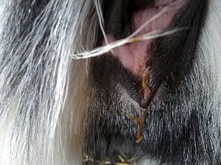 Is this the goo you guys talk about??  picture, not pretty - Goats