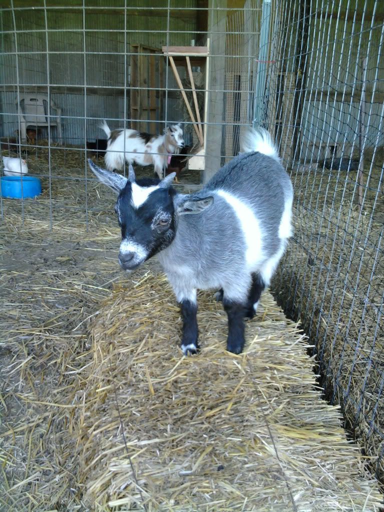 My goat family...finally pictures, hope they show up - Goats