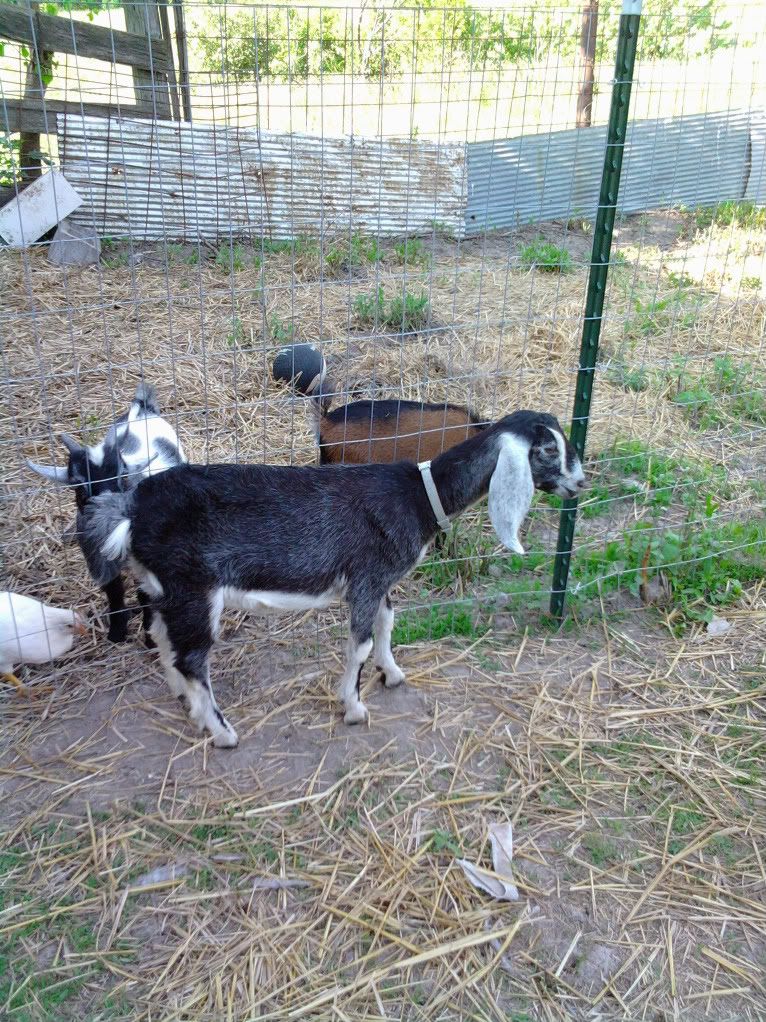 My goat family...finally pictures, hope they show up - Goats