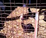 Enjoying some sunshine, and warmer temps today - Goats