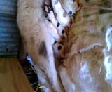 My new  lgd - Guard Animals