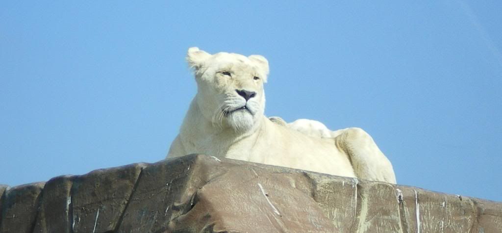 IMGP0211.jpg white lioness image by chip-shop-family