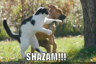 Forum Image: http://i199.photobucket.com/albums/aa288/Blitzer0101/cats/funny-pictures-cat-punches-dog.jpg