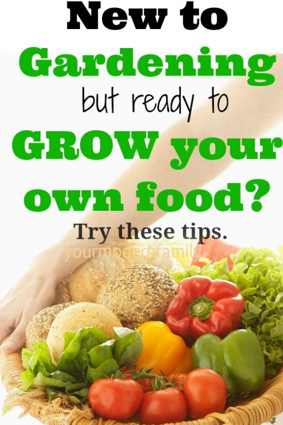 New To Gardening But Ready To Grow Your Own Food Tips To Help