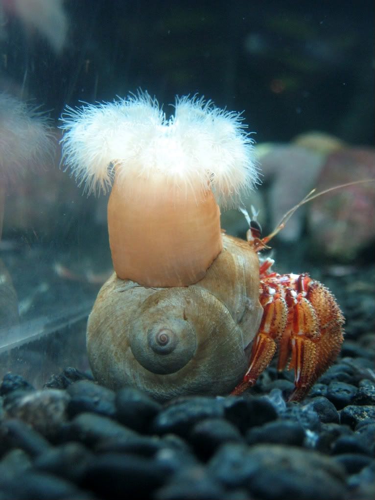 Marine Hermit Crab w/ anemone