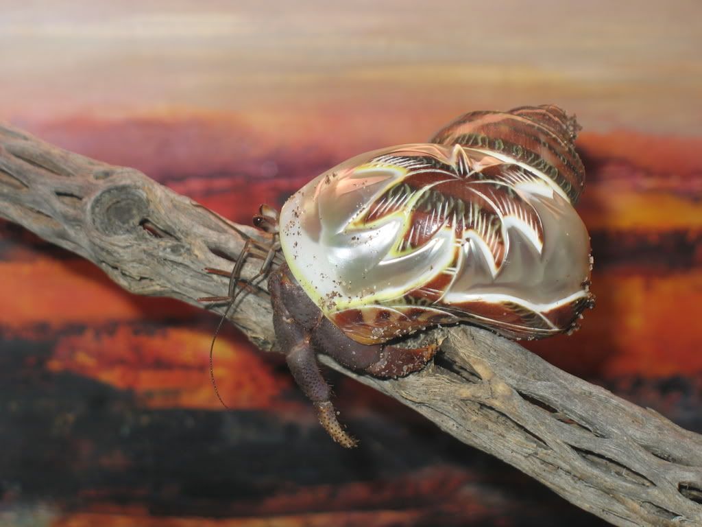 petholatus sea shell