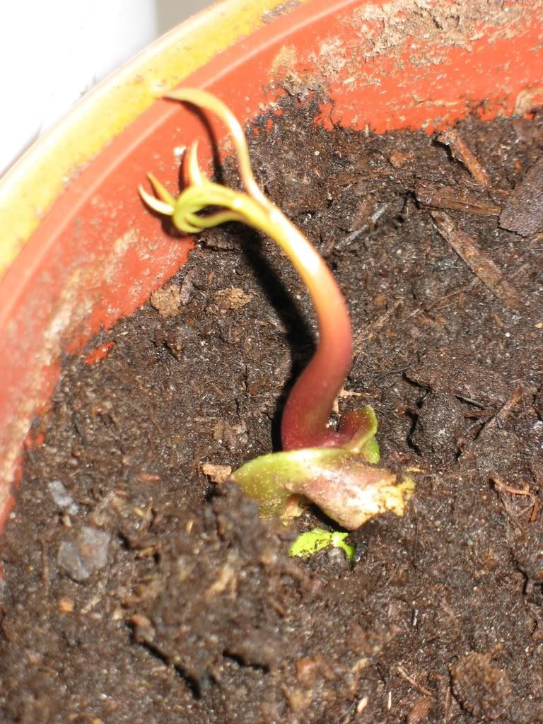 mango tree sprout