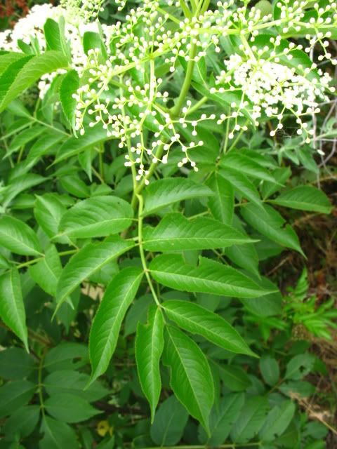 elderberry Pictures, Images and Photos