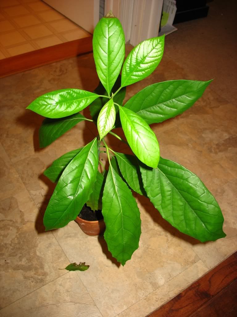 avocado houseplant