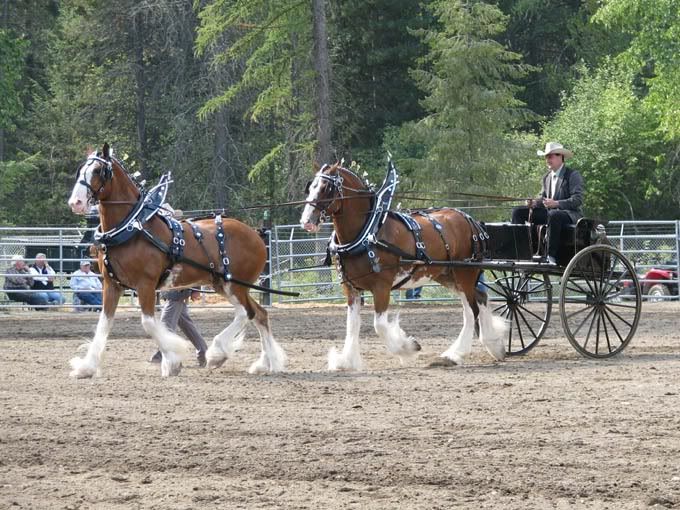 Tandem Horse