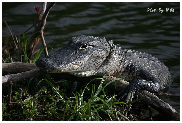 Alligator(短吻鱷)_图1-2
