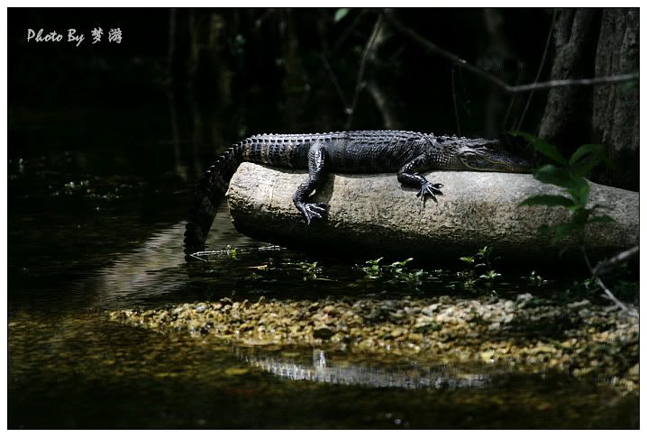 Alligator(短吻鱷)_图1-3
