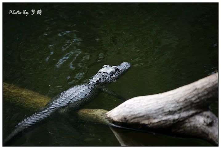 Alligator(短吻鱷)_图1-4