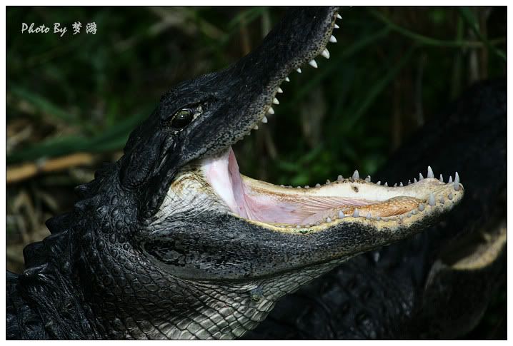 Alligator(短吻鱷)_图1-6