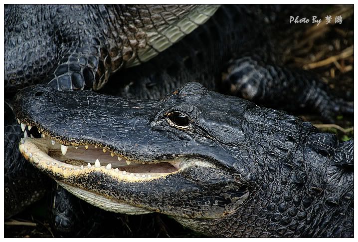 Alligator(短吻鱷)_图1-7