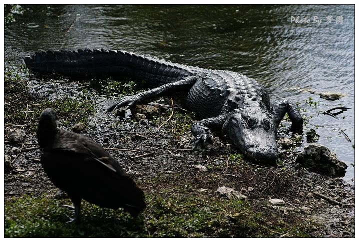 Alligator(短吻鱷)_图1-8