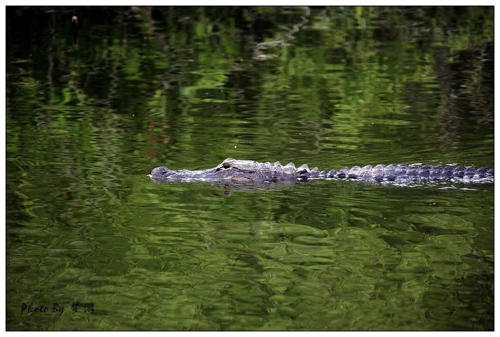 Alligator(短吻鱷)_图1-9