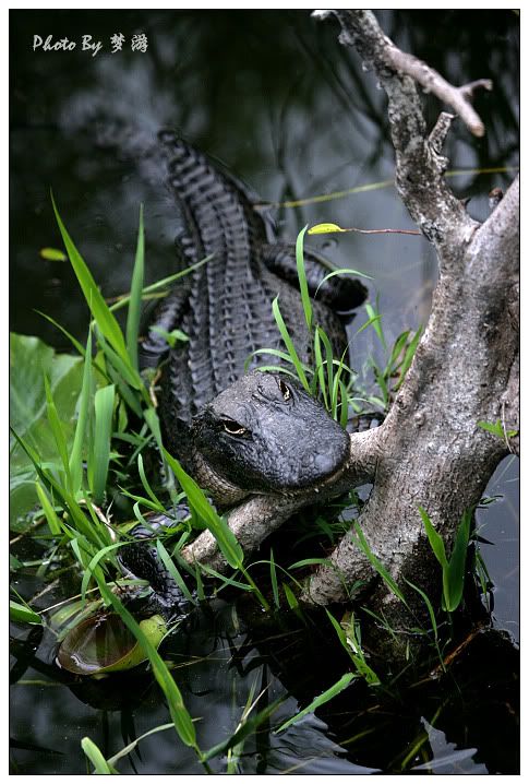 Alligator(短吻鱷)_图1-19