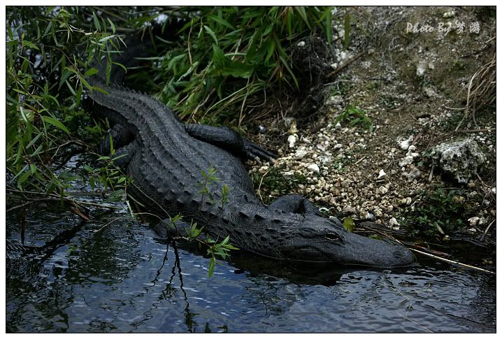 Alligator(短吻鱷)_图1-23