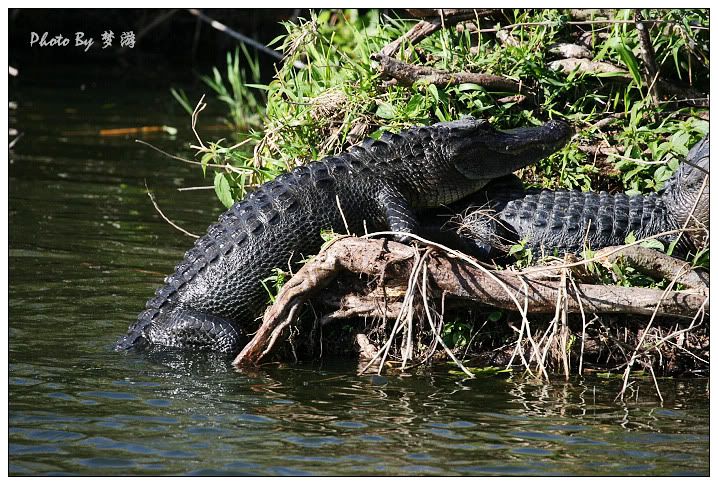 Alligator(短吻鱷)_图1-25