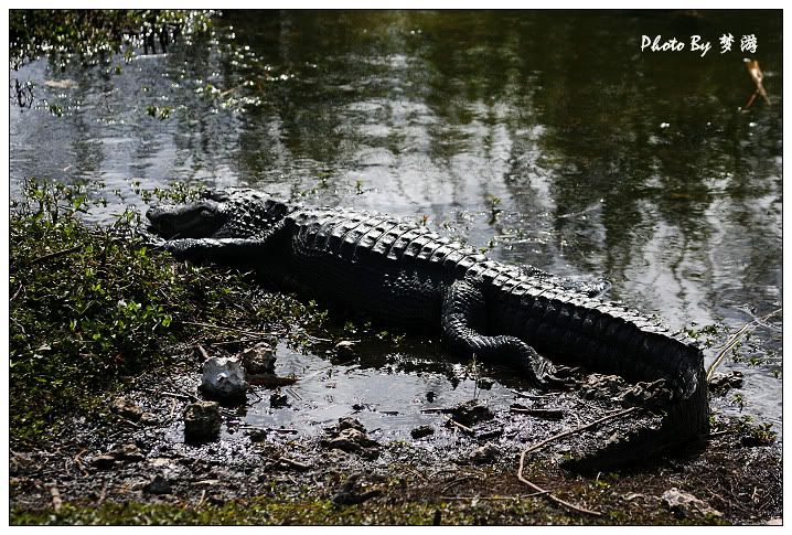 Alligator(短吻鱷)_图1-28