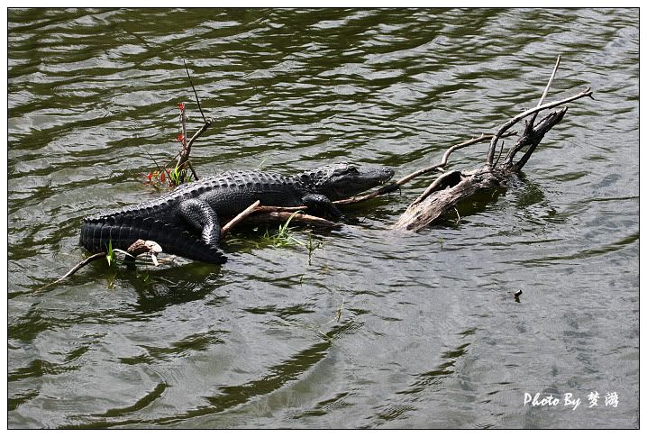 Alligator(短吻鱷)_图1-29