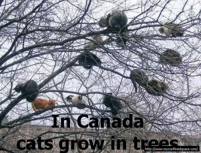 canadacats.jpg