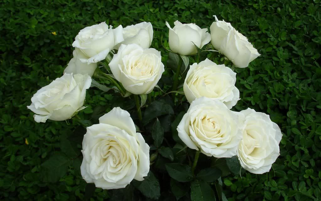wallpaper white roses. wallpaper white roses.