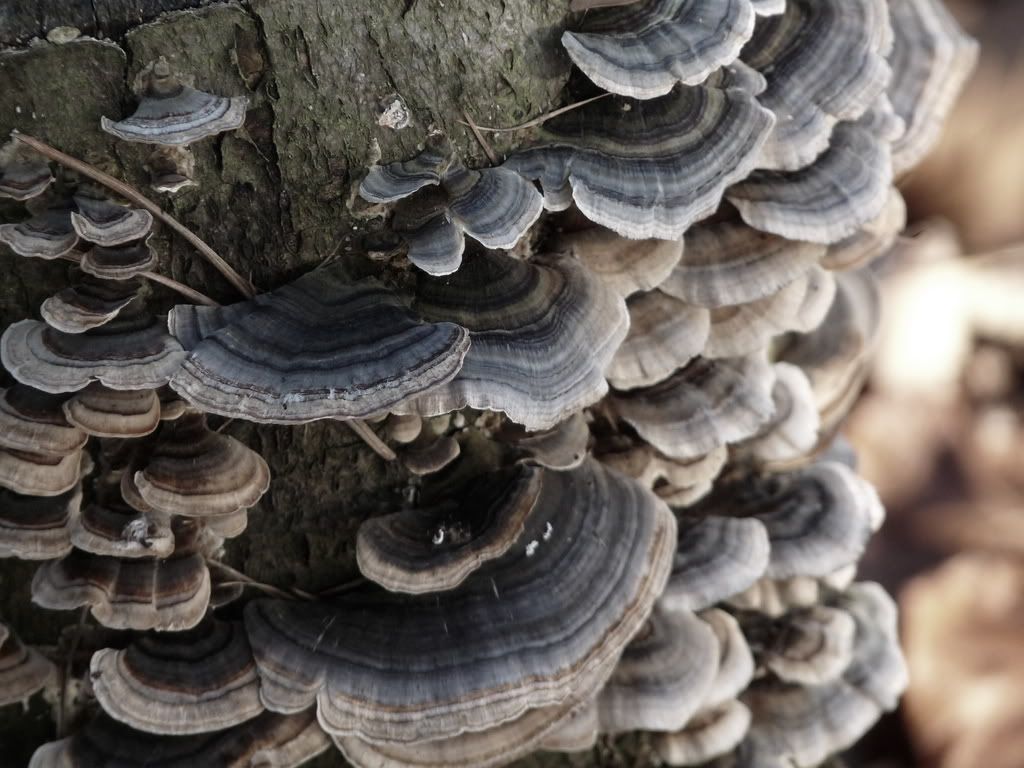 fungus.jpg