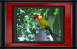 Rascal.jpg "Rascal"  (Davis) -  Sun Conure image by omard1