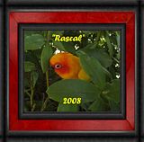 Rascal_tit.jpg "Rascal"  (Davis) -  Sun Conure image by omard1