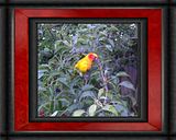 rascal2.jpg "Rascal"  (Davis) -  Sun Conure image by omard1