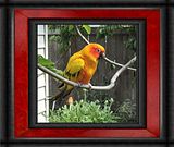 rascal2x.jpg "Rascal"  (Davis) -  Sun Conure image by omard1