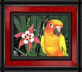 thRascal1.jpg "Rascal"  (Davis) -  Sun Conure image by omard1