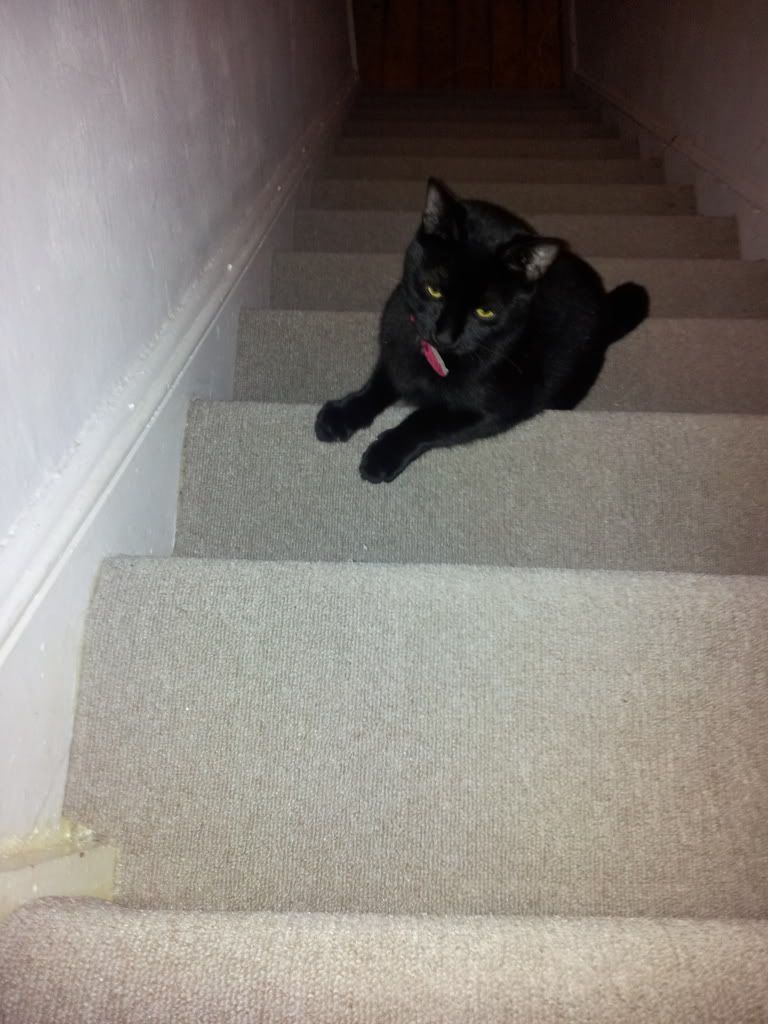 How To Stop Cats From Ripping Carpet at Frances Vega blog