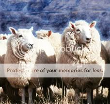 sheep_03.jpg
