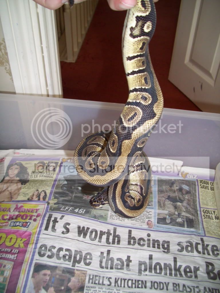 Full Stripe Female Royal Python | Reptile Forums