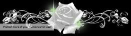 White Rose Divider