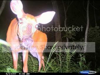 at-deer.jpg