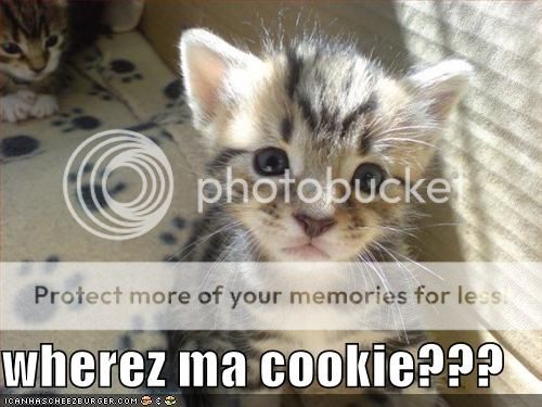 Where Cookie? Pictures, Images and Photos
